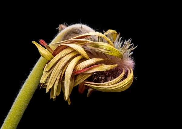 美しいは、ダリアの花をしおれ — ストック写真