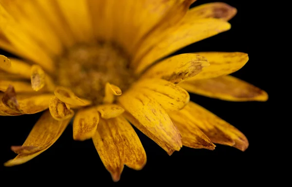 Gelbe Dahlienblüte abstrakt — Stockfoto