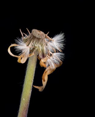 Sarı yıldız çiçeği solmuş çiçek