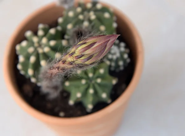 Planta de cactus con flor lista para florecer . —  Fotos de Stock