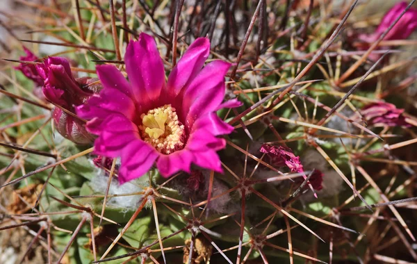 Güzel parlak pembe kaktüs mammillaria çiçeği çiçek — Stok fotoğraf