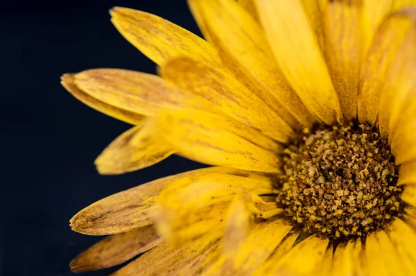 Dettagli di Fiore giallo di Dahlia — Foto Stock
