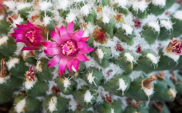 Detalles abstractos de una planta de cactus con una flor — Foto de Stock