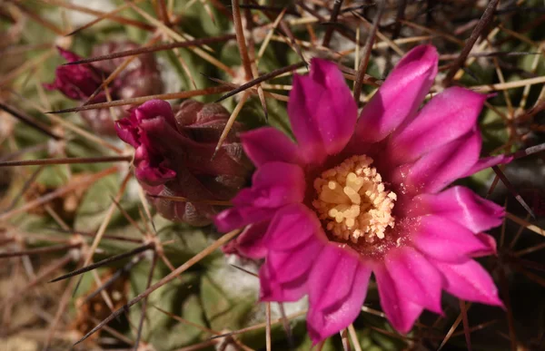 Krásné světle růžové kaktusy Mamilárie květ květ — Stock fotografie