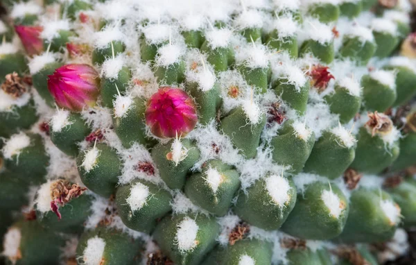 Detalles abstractos de una planta de cactus con una flor — Foto de Stock