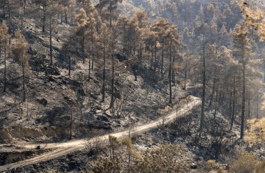 Çevresel hasar sonra orman yangını