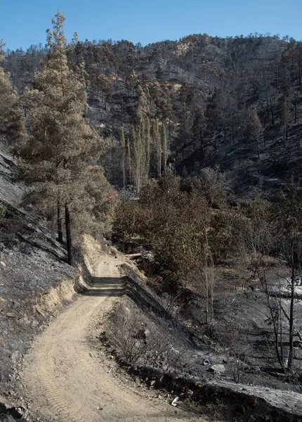 Danni ambientali dopo incendi boschivi — Foto Stock