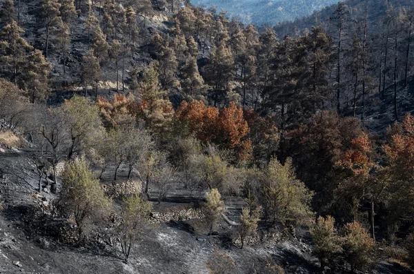 Danni ambientali dopo incendi boschivi — Foto Stock