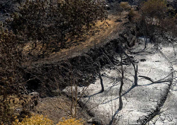 Danni ambientali dopo incendi boschivi — Foto Stock