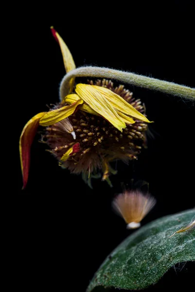 黄色死ぬダリア花の詳細 — ストック写真