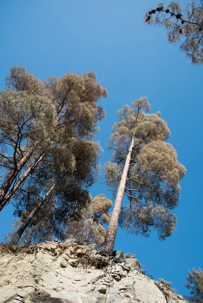 Pinos quemados después del incendio forestal — Foto de Stock