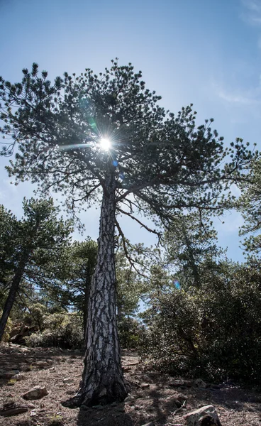 Güneş ışınları ile bir çam ağacı üzerinden — Stok fotoğraf