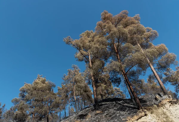 Orman kovduktan sonra çam ağaçları yandı