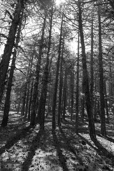 Alberi di pino foresta — Foto Stock