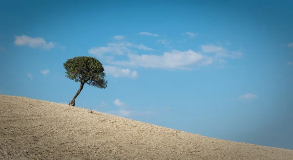 Árvore solitária em uma colina e céu nublado azul — Fotografia de Stock