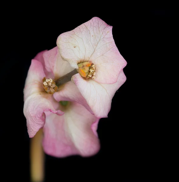 Blühende Blume einer Euphorbia milii oder Liebesblume — Stockfoto