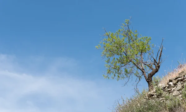 Einsamer Mandelbaum am Hang eines Hügels — Stockfoto