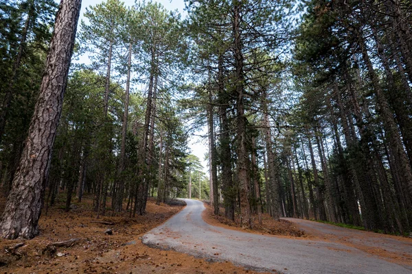 Camino vacío que pasa por el bosque —  Fotos de Stock