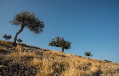 Zeytin ağaçları ve mavi berrak gökyüzü