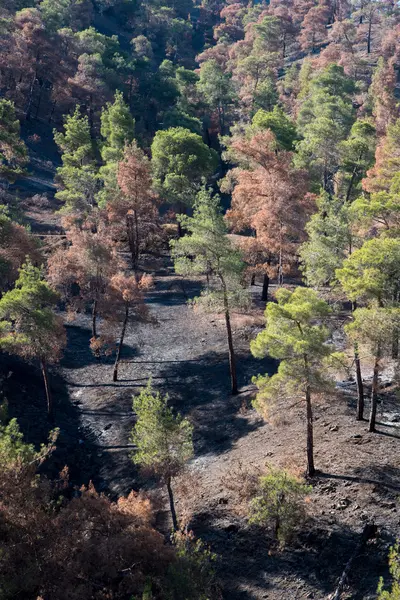 Szkody wyrządzone środowisku naturalnemu ze spalonych drzew po pożarze lasu — Zdjęcie stockowe