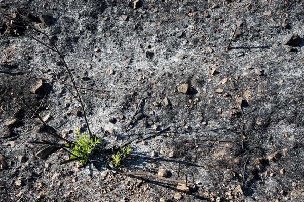 Rostliny začaly růst po požáru — Stock fotografie