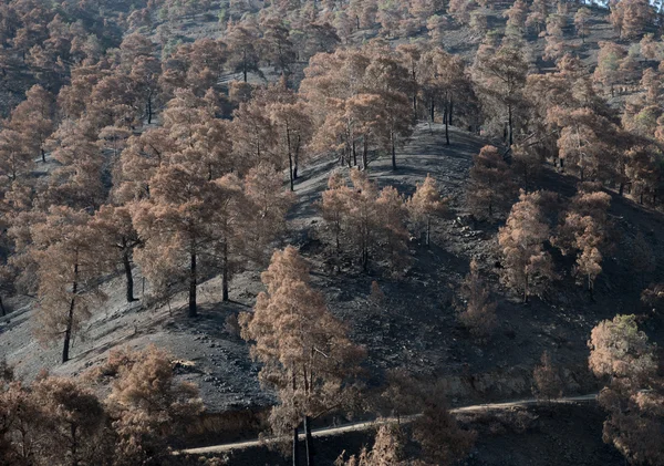 Danni ambientali con alberi bruciati dopo incendi boschivi — Foto Stock