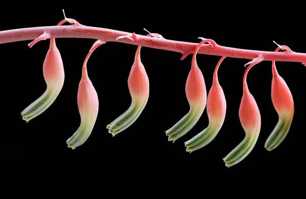 Gasteria ワーギ多肉植物の花 — ストック写真