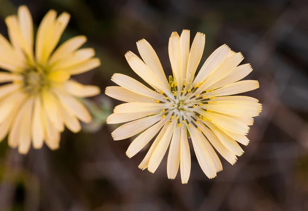 Amarelo selvagem flor margarida d — Fotografia de Stock