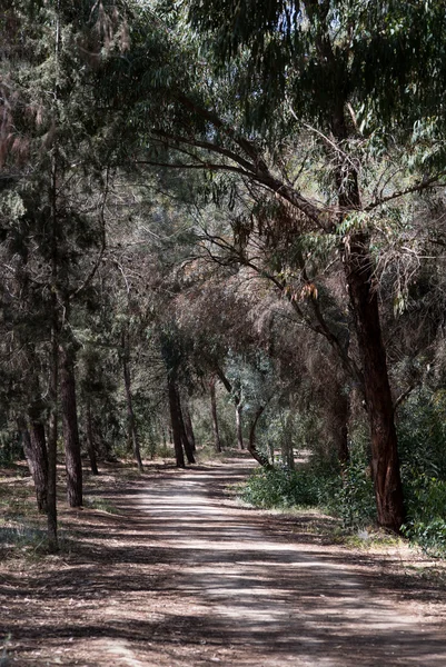 Boş orman park küçük yol — Stok fotoğraf