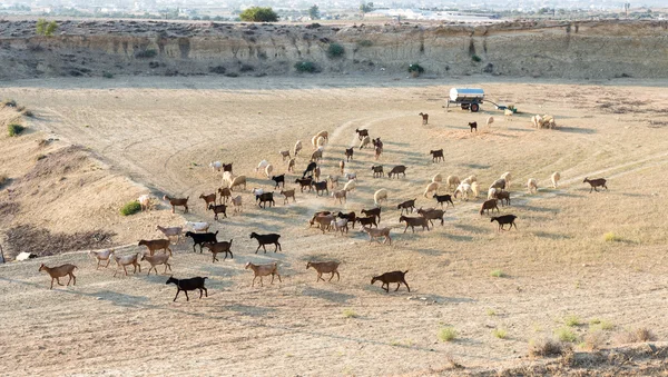 Keçi ve koyun çiftlik hayvanları — Stok fotoğraf
