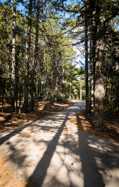 Camino vacío que pasa por el bosque —  Fotos de Stock