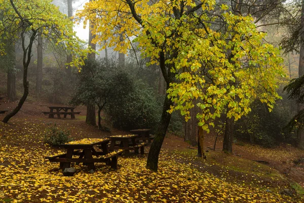 Paisaje otoñal con árboles y hojas amarillas en el suelo después de la lluvia —  Fotos de Stock