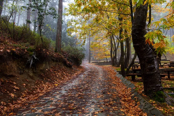 Herfstlandschap met bomen en herfstbladeren op de grond na regen — Stockfoto