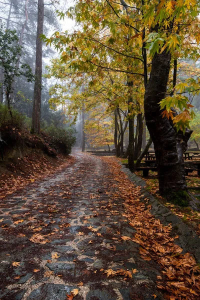 Paisaje otoñal con árboles y hojas de otoño en el suelo después de la lluvia —  Fotos de Stock