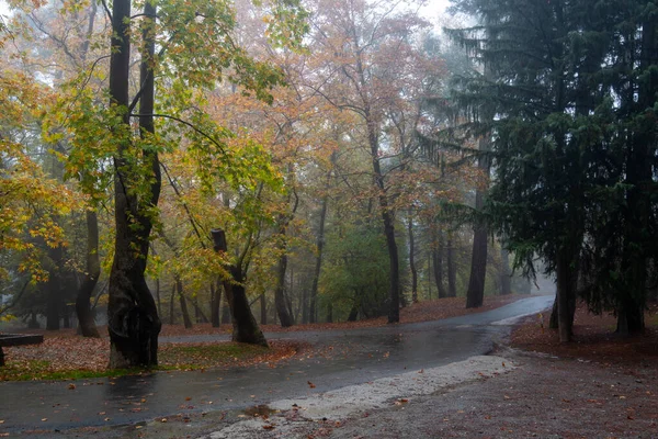 Paesaggio autunnale con alberi e foglie autunnali a terra dopo la pioggia — Foto Stock