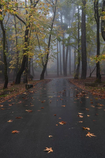 Podzimní krajina se stromy a podzimní listí na zemi po dešti — Stock fotografie