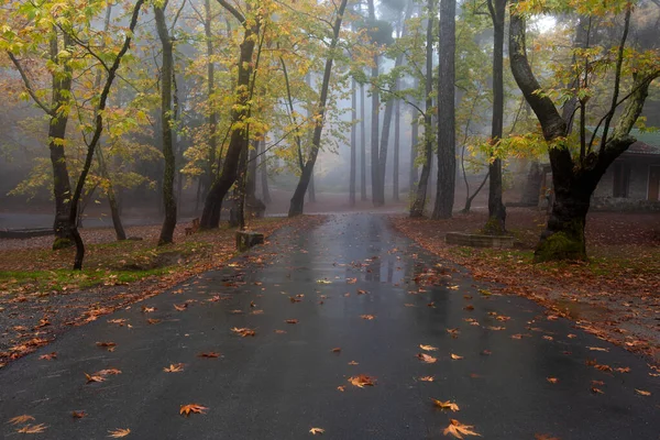 Осенний пейзаж с деревьями и осенними листьями на земле после дождя — стоковое фото