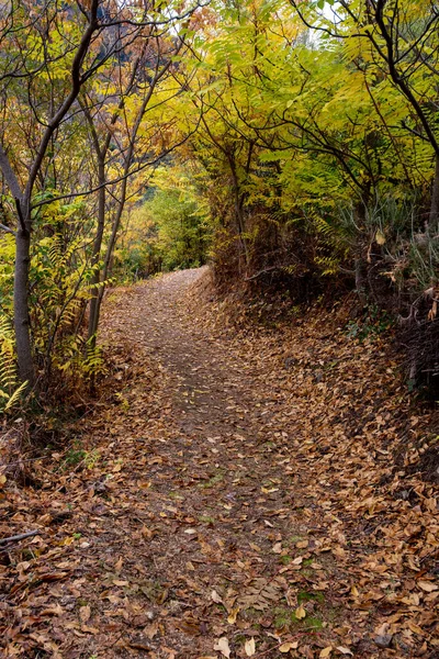 Paisagem de outono caminhadas caminho a pé na temporada de outono . — Fotografia de Stock