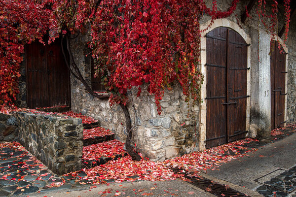 Autumn landscape with red plants on a hous wall