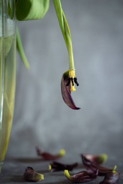 Vazoda kurumuş lale çiçeği ve gri arka planda yerde yapraklar. Büyük çiçek tomurcukları