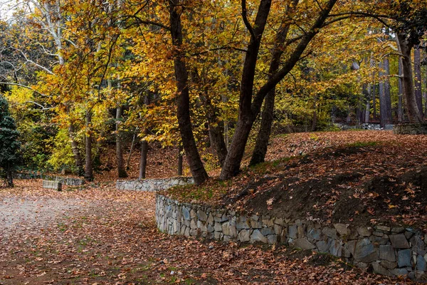 Ağaçlarda sarı yapraklar olan sonbahar manzarası. — Stok fotoğraf