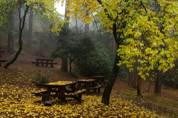 Paisaje otoñal con árboles y hojas de otoño en el suelo después de la lluvia —  Fotos de Stock