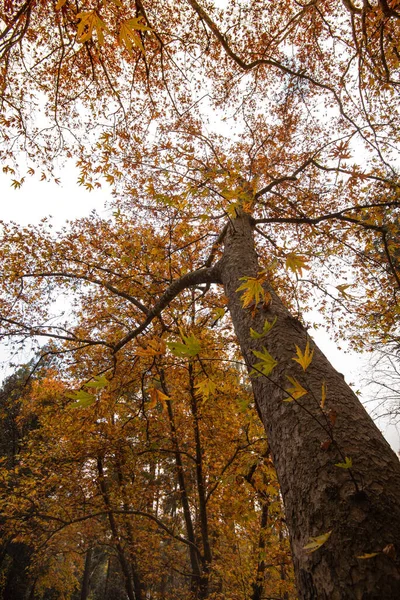 Low angle view of tree trunk tops in Autumn — Stock Photo, Image