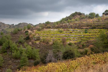 Sonbaharda tepede sarı yaprakları olan üzüm bağları