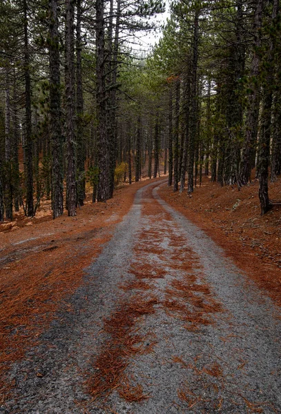 Paisaje otoñal con camino forestal rural vacío en las montañas. Troodos Chipre —  Fotos de Stock