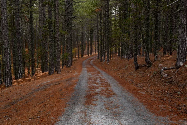 Paisaje otoñal con camino forestal rural vacío en las montañas. Troodos Chipre —  Fotos de Stock