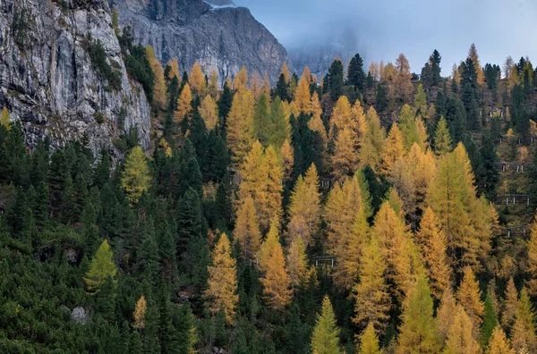 Жовті модрини сяють на краю скелястої гори. Dolomite Italy, Europe — стокове фото