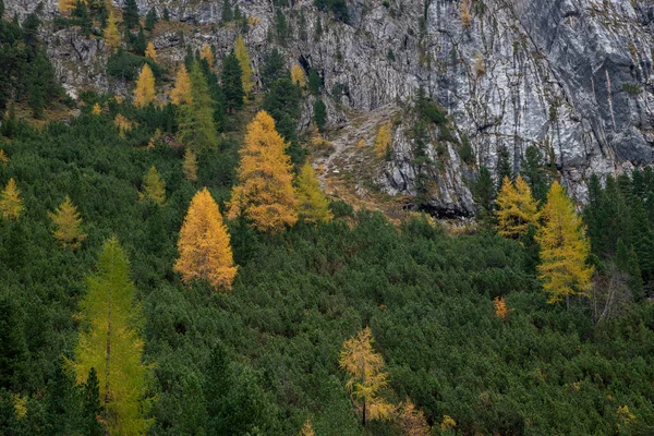Larches amarelos brilhando na borda da montanha rochosa. Dolomite Itália, Europa — Fotografia de Stock