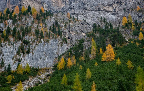 岩石山的边缘上闪烁着黄色的云雀.意大利、欧洲白云石 — 图库照片