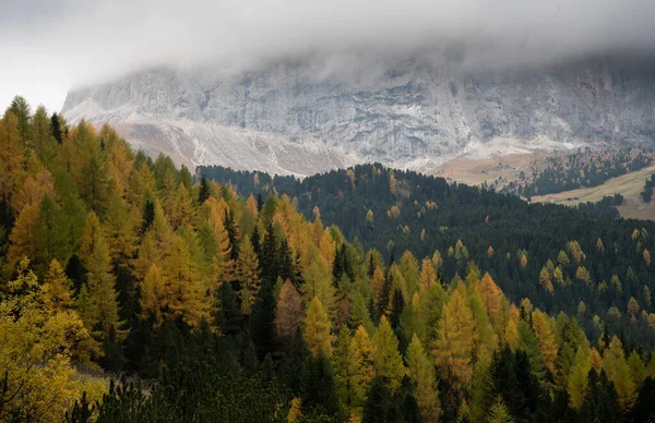 Żółte modrzewie świecące na krawędzi skalistej góry. DolomitWłochy, Europa — Zdjęcie stockowe